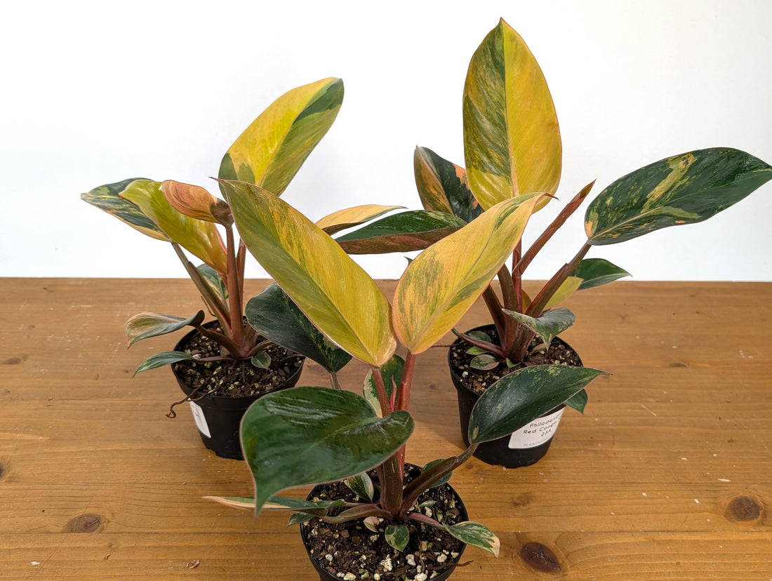 Philodendron Red Congo Variegated