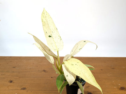 EXACT Philodendron Whipple Way Variegated Live Plant - Plant 04A