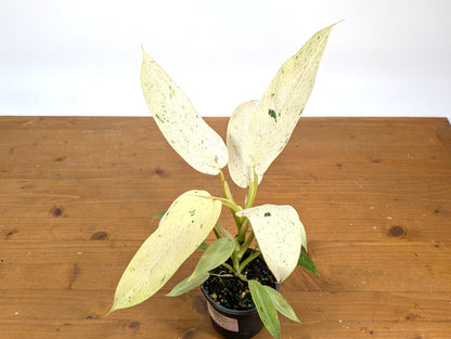 EXACT Philodendron Whipple Way Variegated Live Plant - Plant 04A