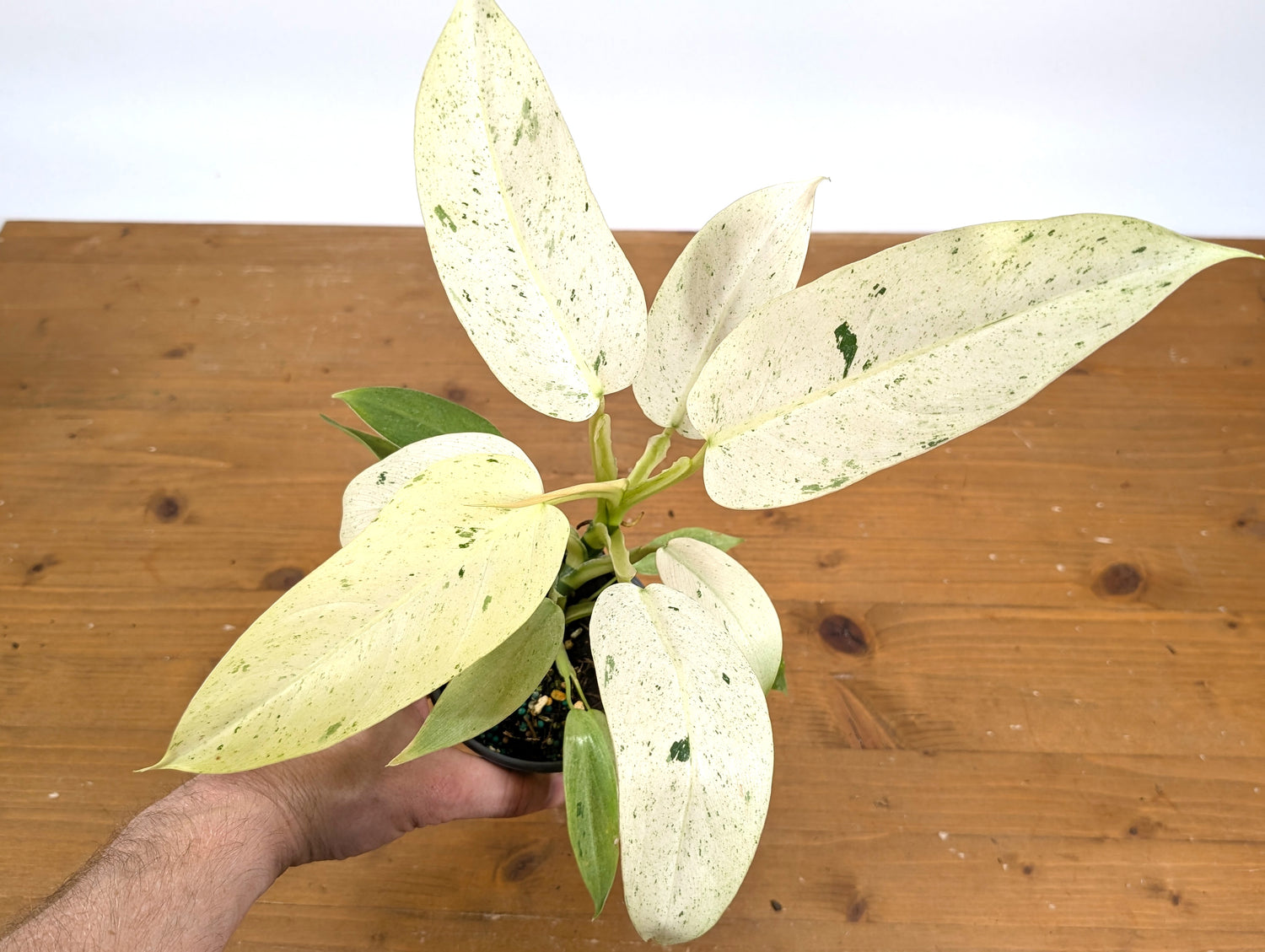 EXACT Philodendron Whipple Way Variegated Live Plant - Plant 04A