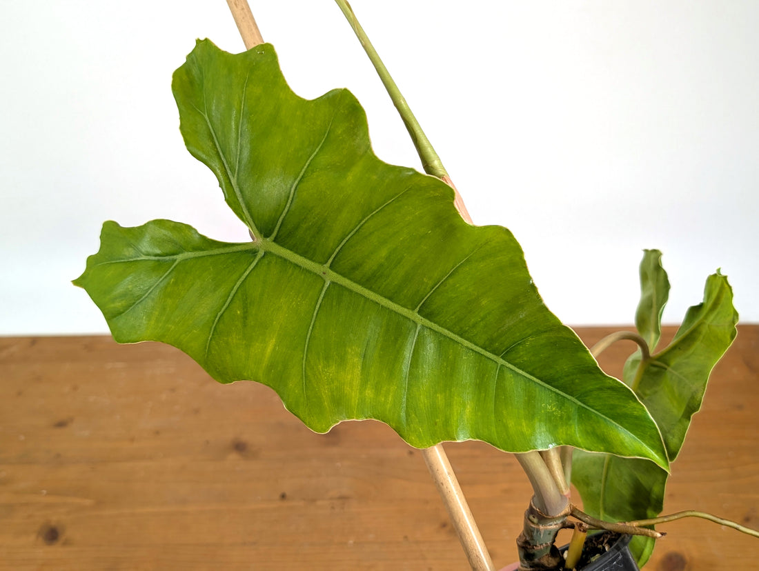 Philodendron Billietiae x Radiatum