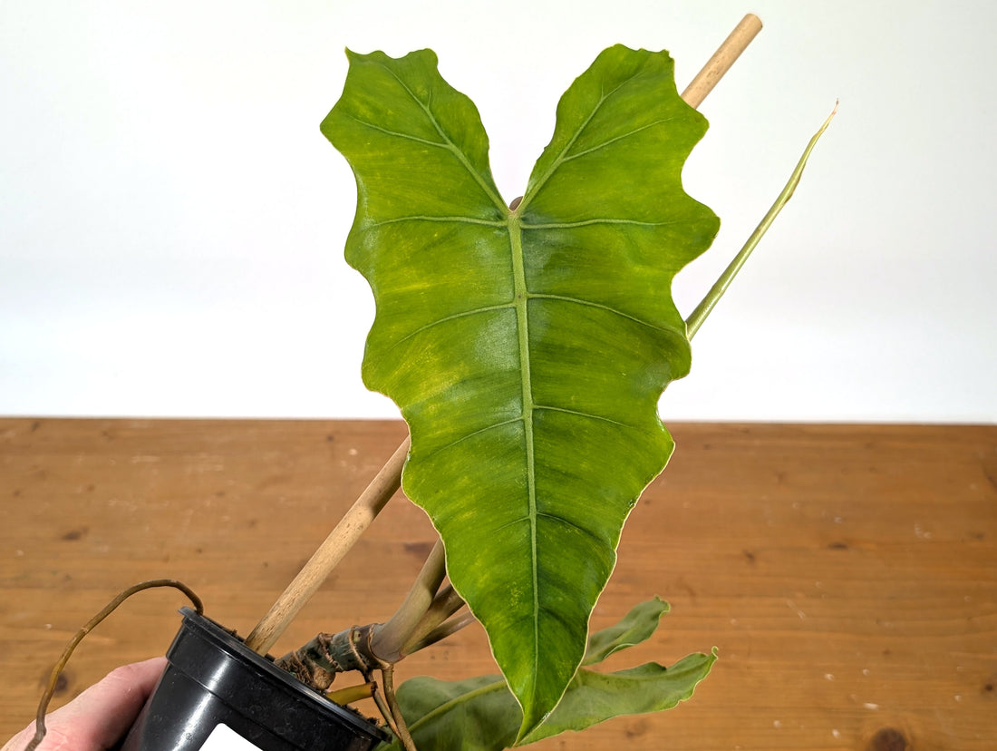 Philodendron Billietiae x Radiatum