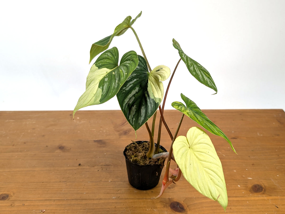 Philodendron Mamei Variegated