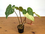 Philodendron Mamei Variegated