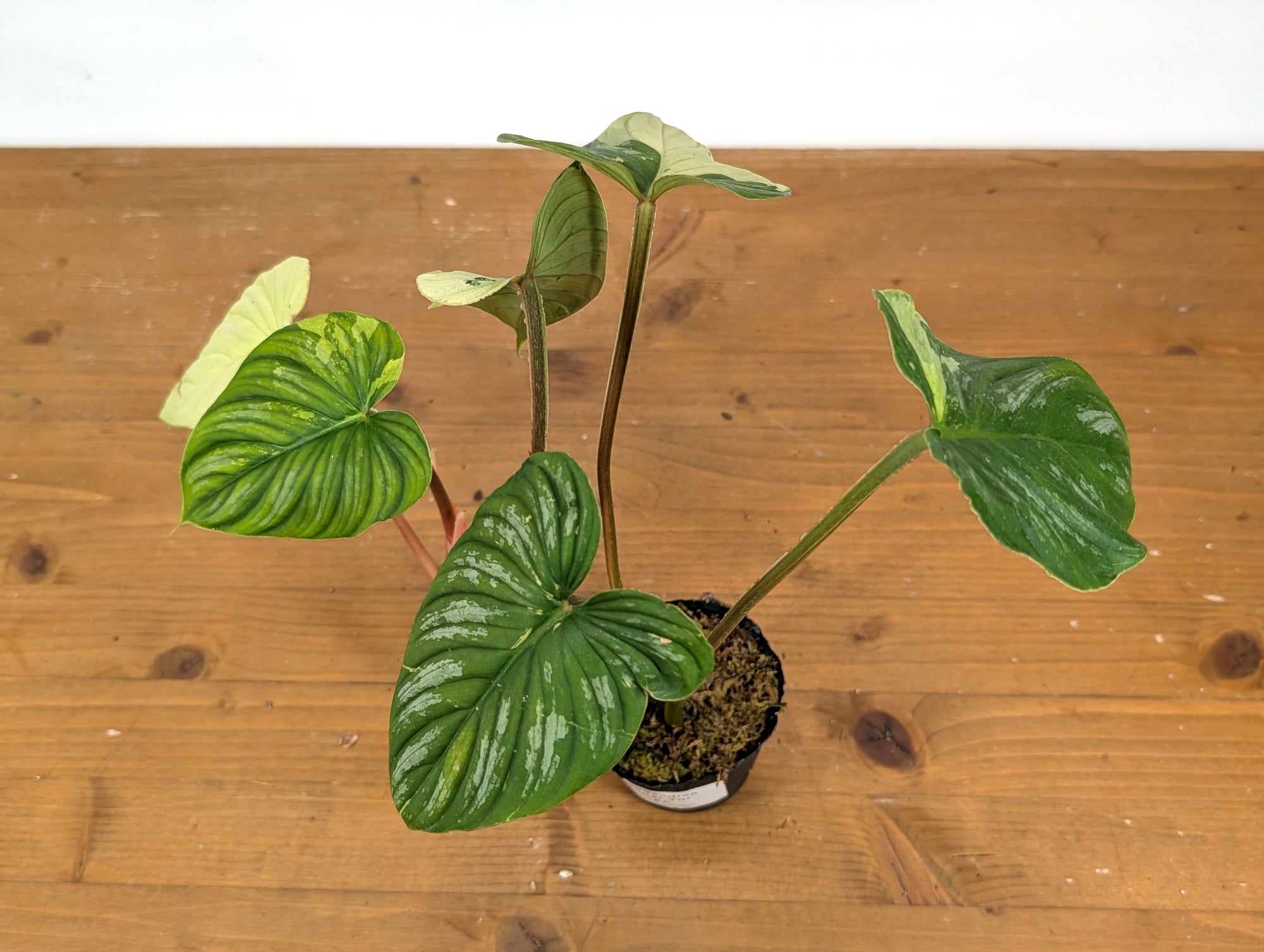 Philodendron Mamei Variegated  Plantamani Plants