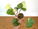 Philodendron Mamei Variegated