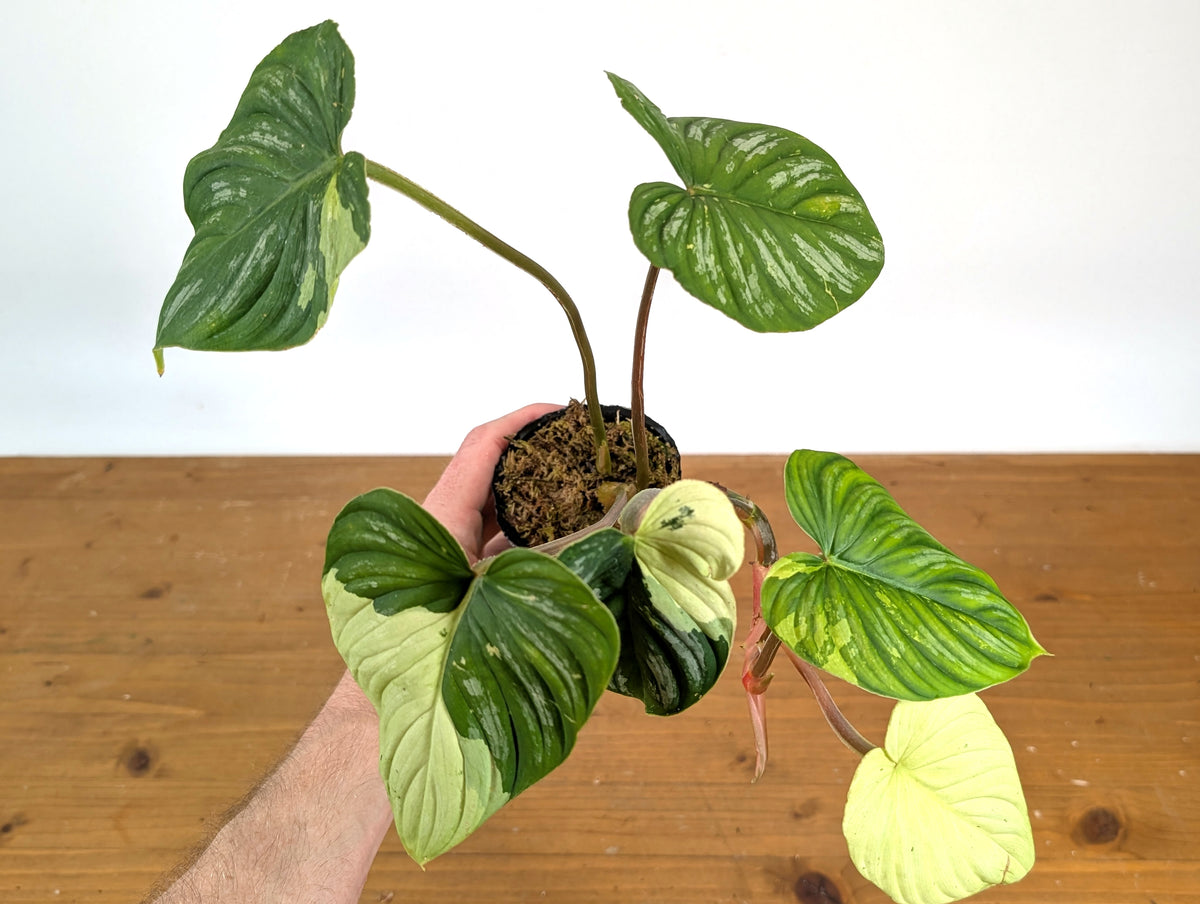 Philodendron Mamei Variegated