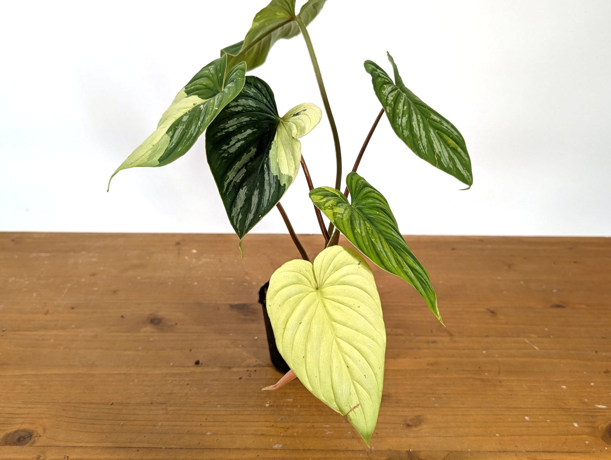 philodendron mamei climbing Philodendron Mamei Variegated – Plantamani Plants