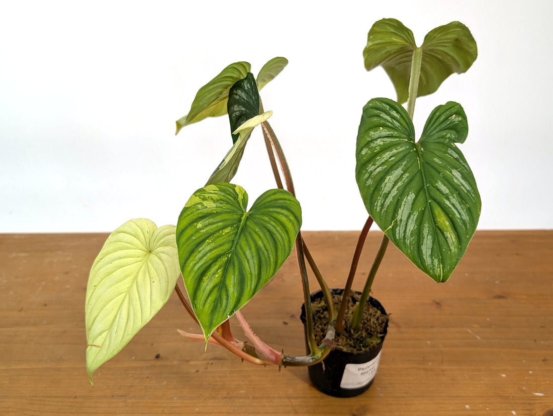 Philodendron Mamei Variegated