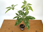 'Milky Way' Variegated Money Tree - Pachira Glabra