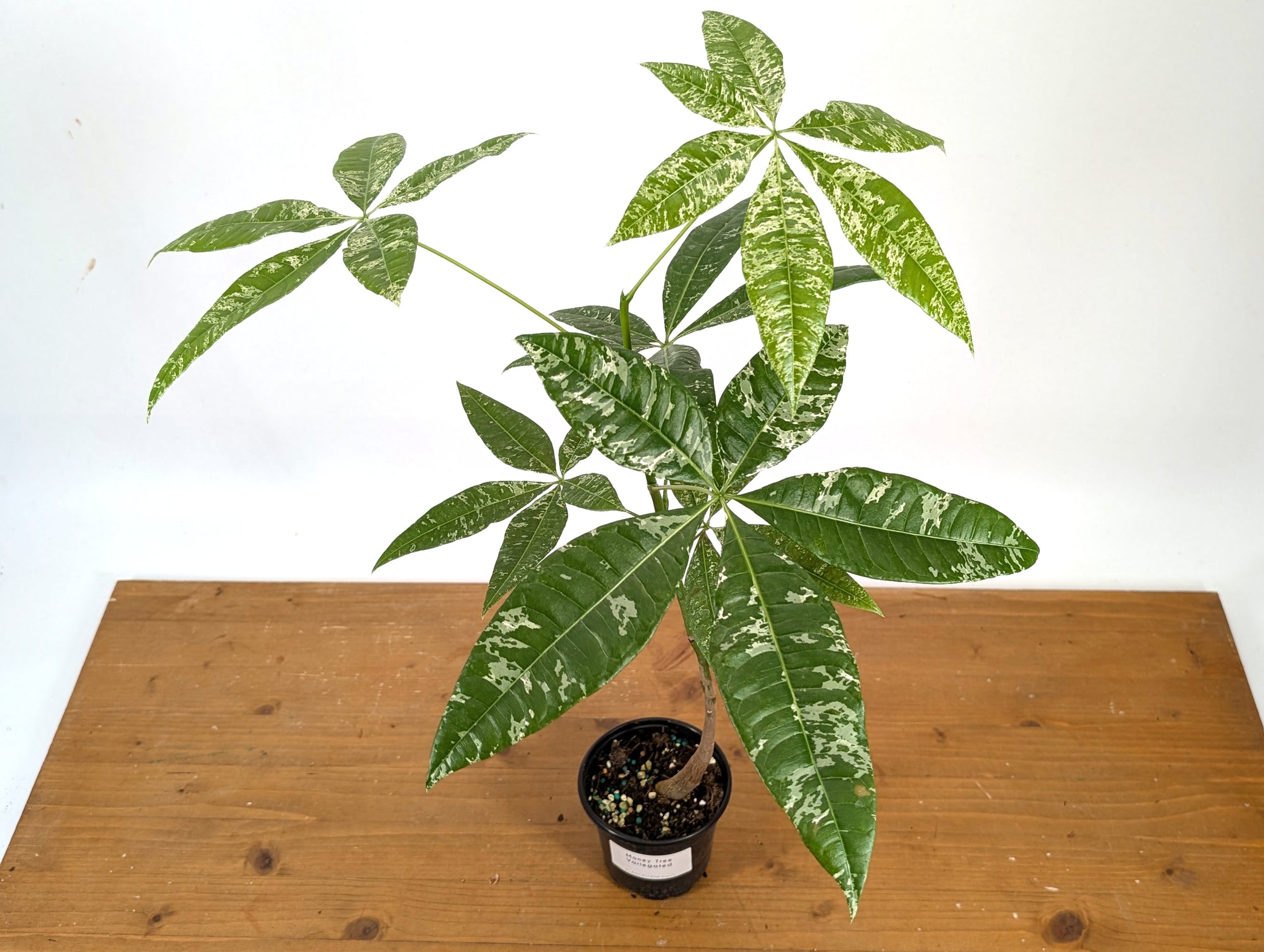 Pachira glabra 'Milky Way'- 4