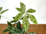 'Milky Way' Variegated Money Tree - Pachira Glabra