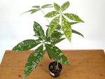 'Milky Way' Variegated Money Tree - Pachira Glabra