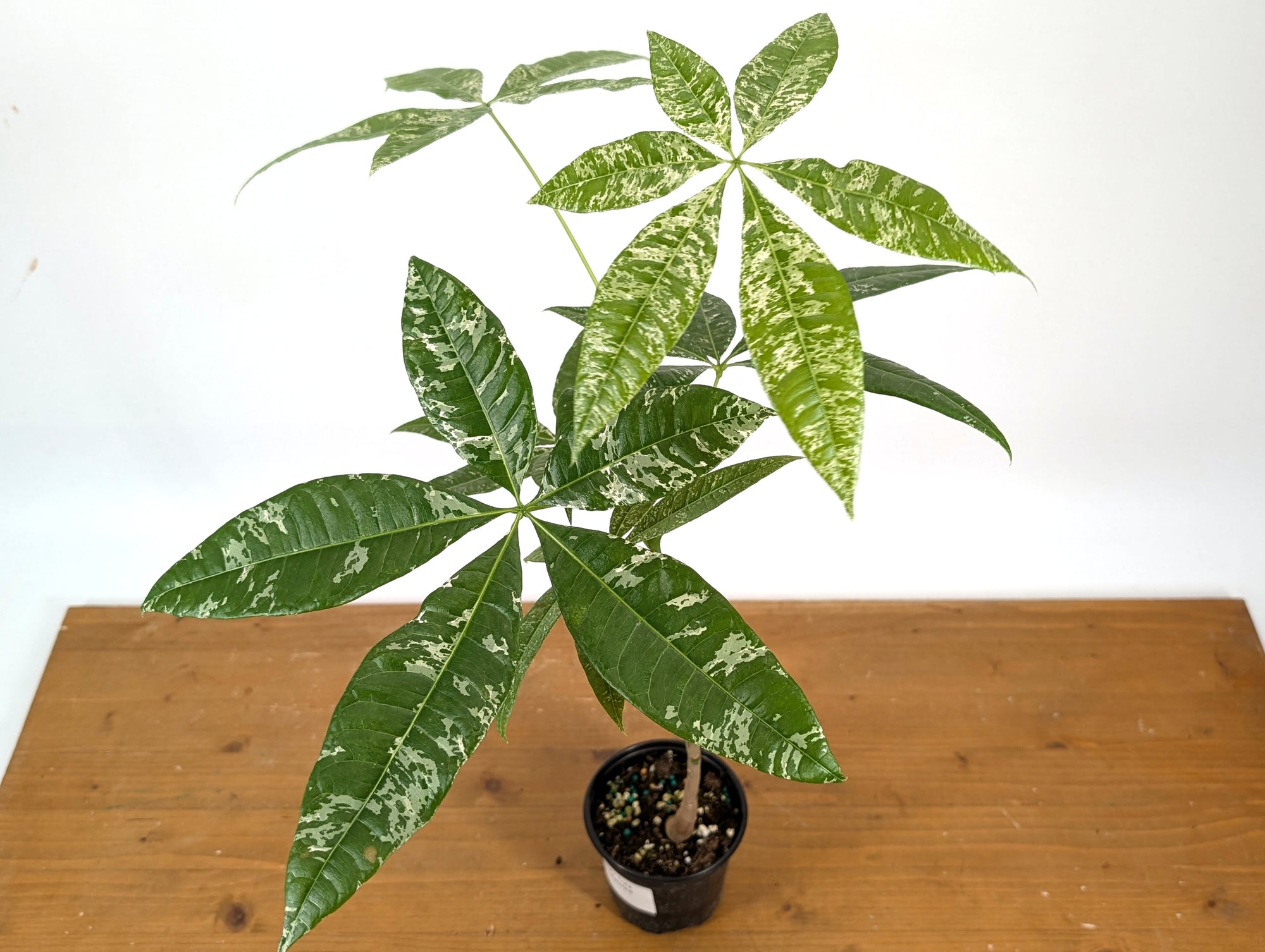 variegated money plant Pachira glabra 'Milky Way'- 4