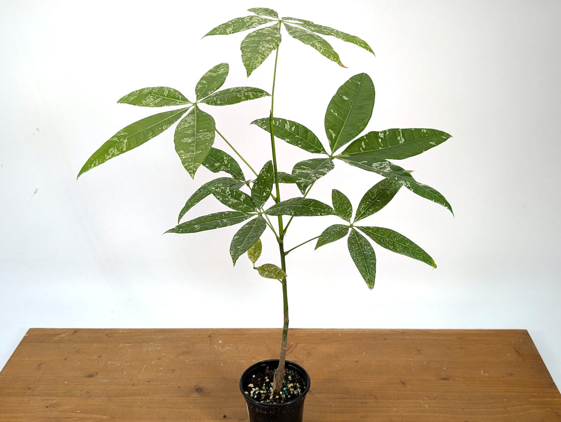Variegated Money Tree (Pachira)