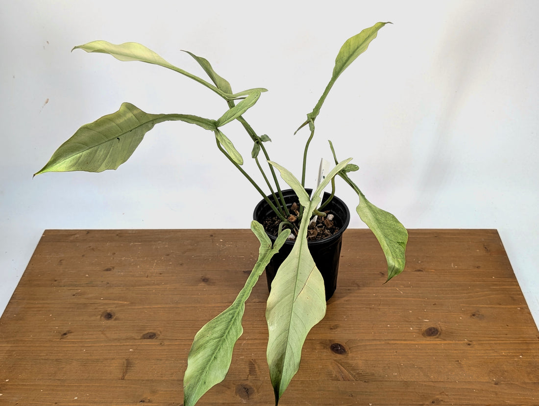 EXACT &quot;Frosty&quot; Philodendron Joepii Mint Ghost Variegated