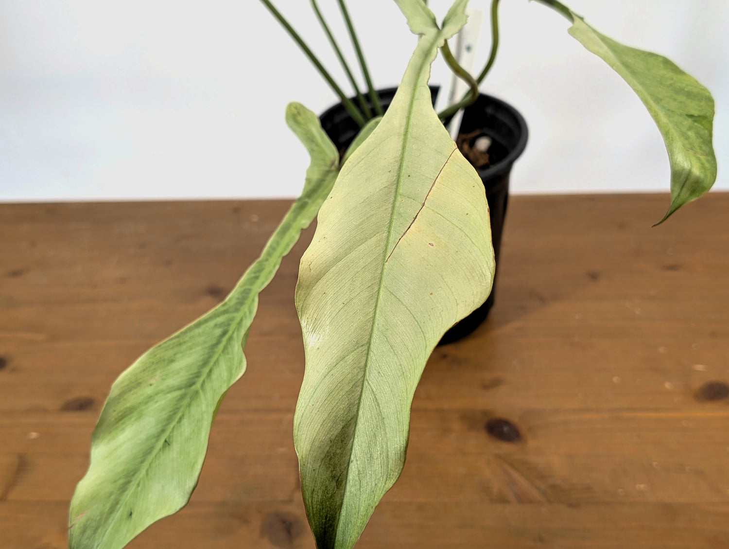 EXACT &quot;Frosty&quot; Philodendron Joepii Mint Ghost Variegated
