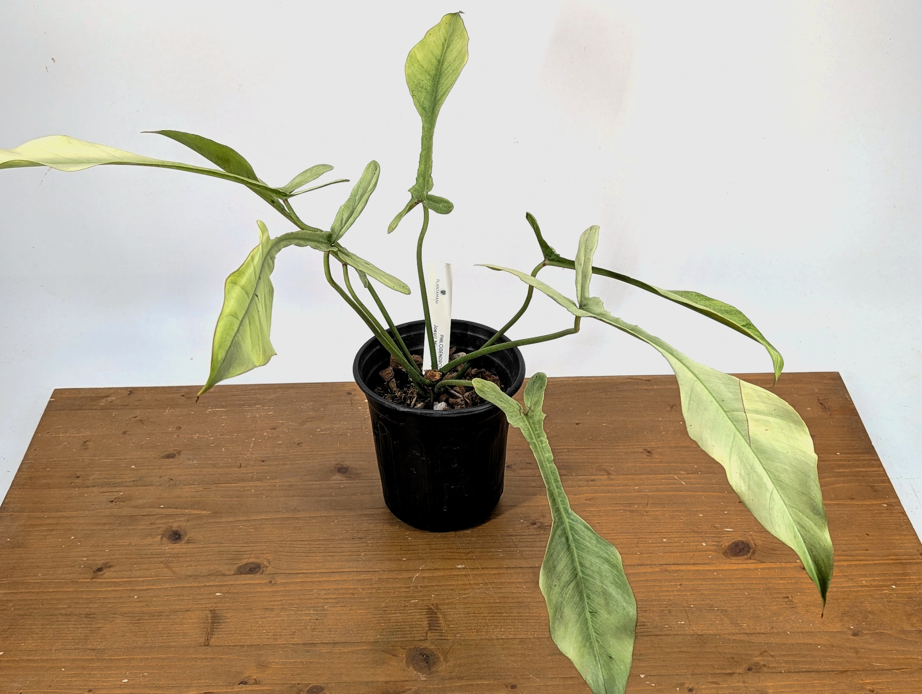 EXACT &quot;Frosty&quot; Philodendron Joepii Mint Ghost Variegated