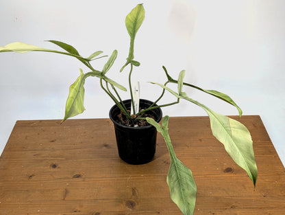 EXACT &quot;Frosty&quot; Philodendron Joepii Mint Ghost Variegated