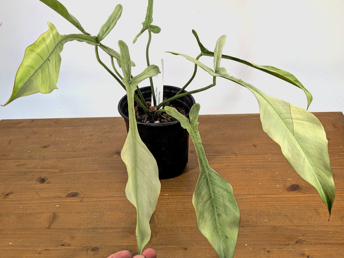 EXACT &quot;Frosty&quot; Philodendron Joepii Mint Ghost Variegated