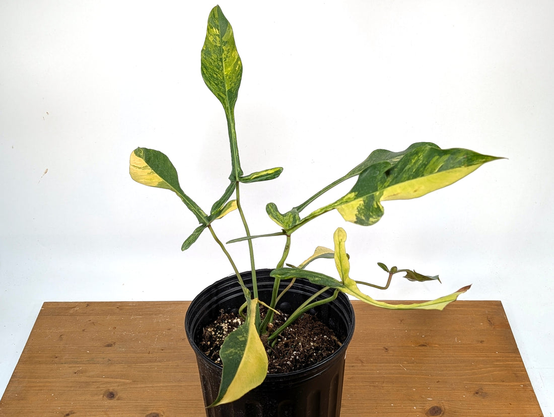 EXACT Philodendron Joepii Variegated