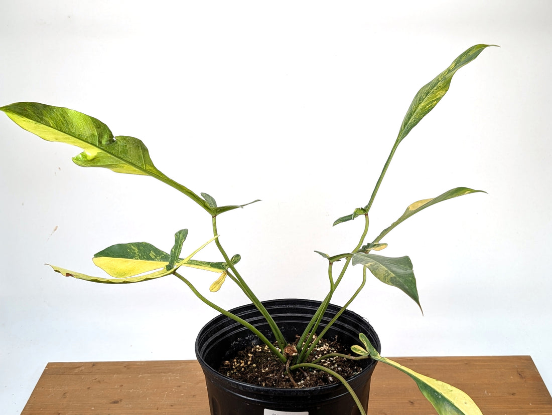 EXACT Philodendron Joepii Variegated