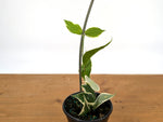 Hoya Polyneura Outer Variegated Fish Tail
