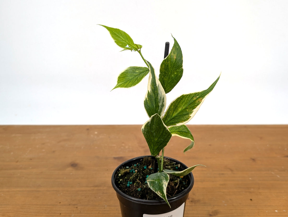 Hoya Polyneura Outer Variegated Fish Tail