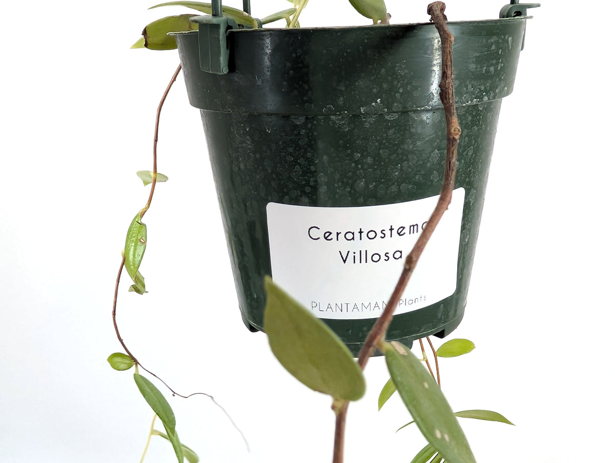 Ceratostema Villosa