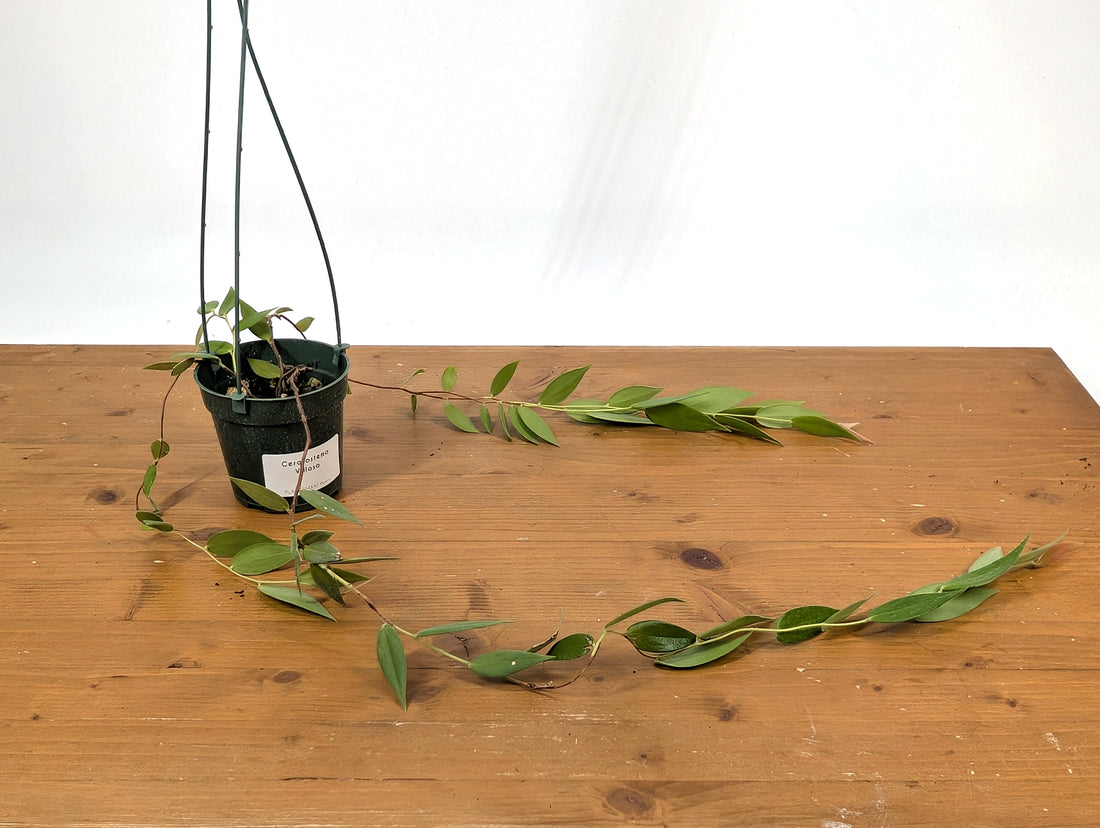 Ceratostema Villosa