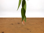 Ceratostema Villosa