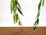 Ceratostema Villosa