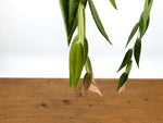 Ceratostema Villosa
