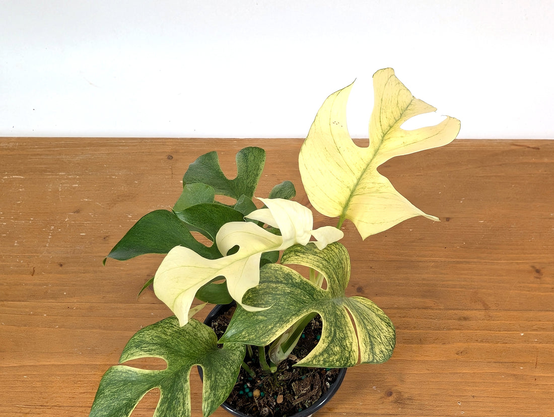 Rhaphidophora Tetrasperma White Monster Exact Plant 