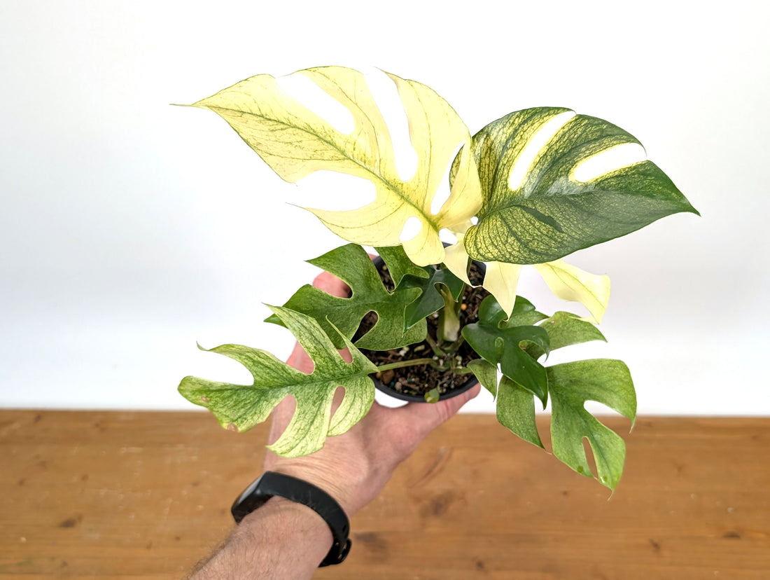 Rhaphidophora Tetrasperma White Monster Exact Plant 