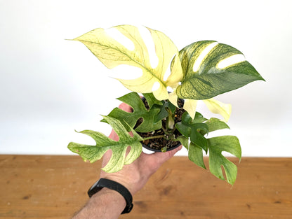 Rhaphidophora Tetrasperma White Monster Exact Plant 