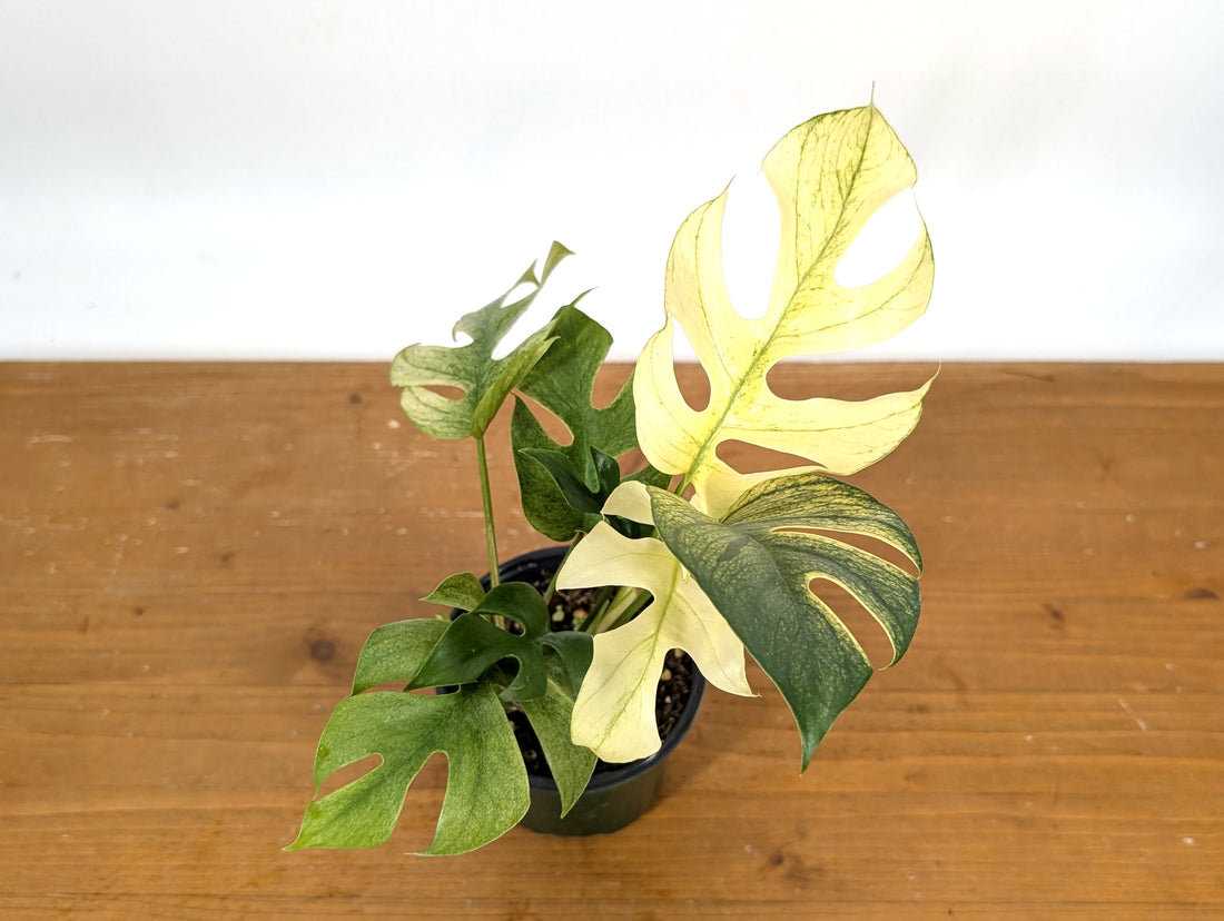 Rhaphidophora Tetrasperma White Monster Exact Plant 