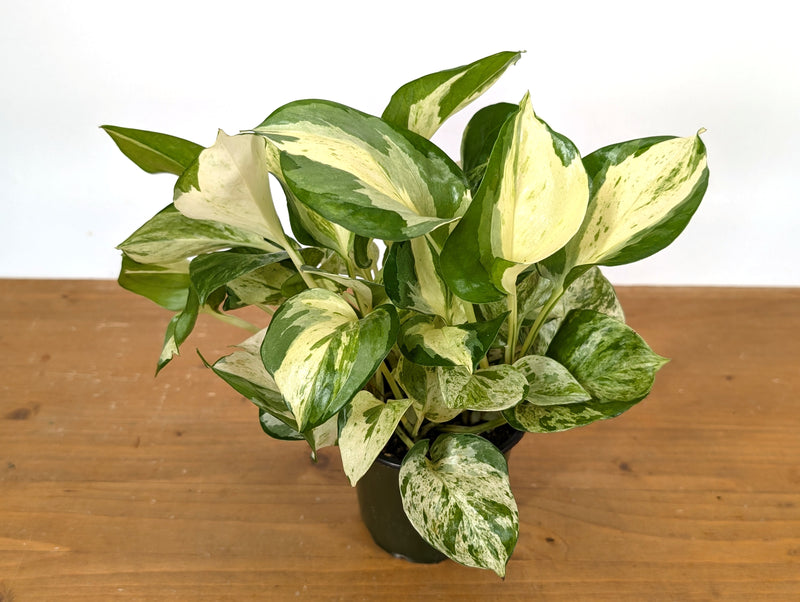 Pothos Manjula