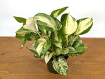 Pothos Manjula