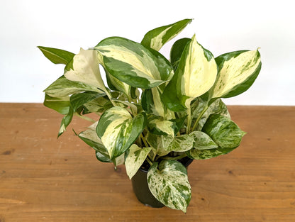 Pothos Manjula
