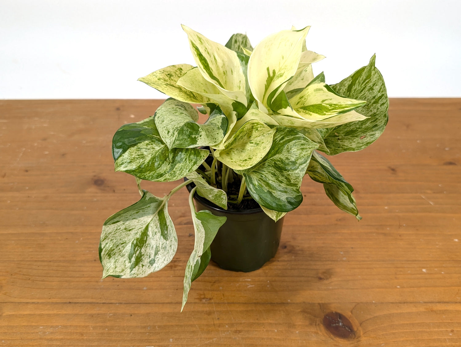 Pothos Manjula