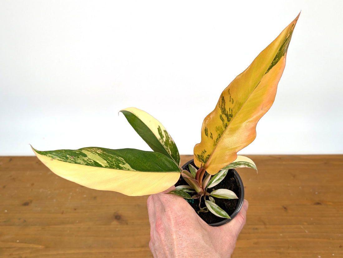 EXACT Philodendron Caramel Marble 3.5&quot; Pots