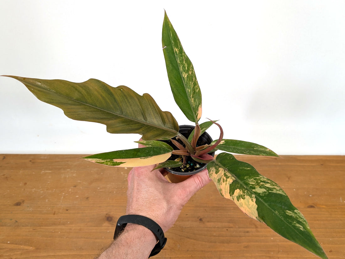 EXACT Philodendron Caramel Marble 3.5&quot; Pots
