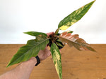 Philodendron Caramel Marble Variegated