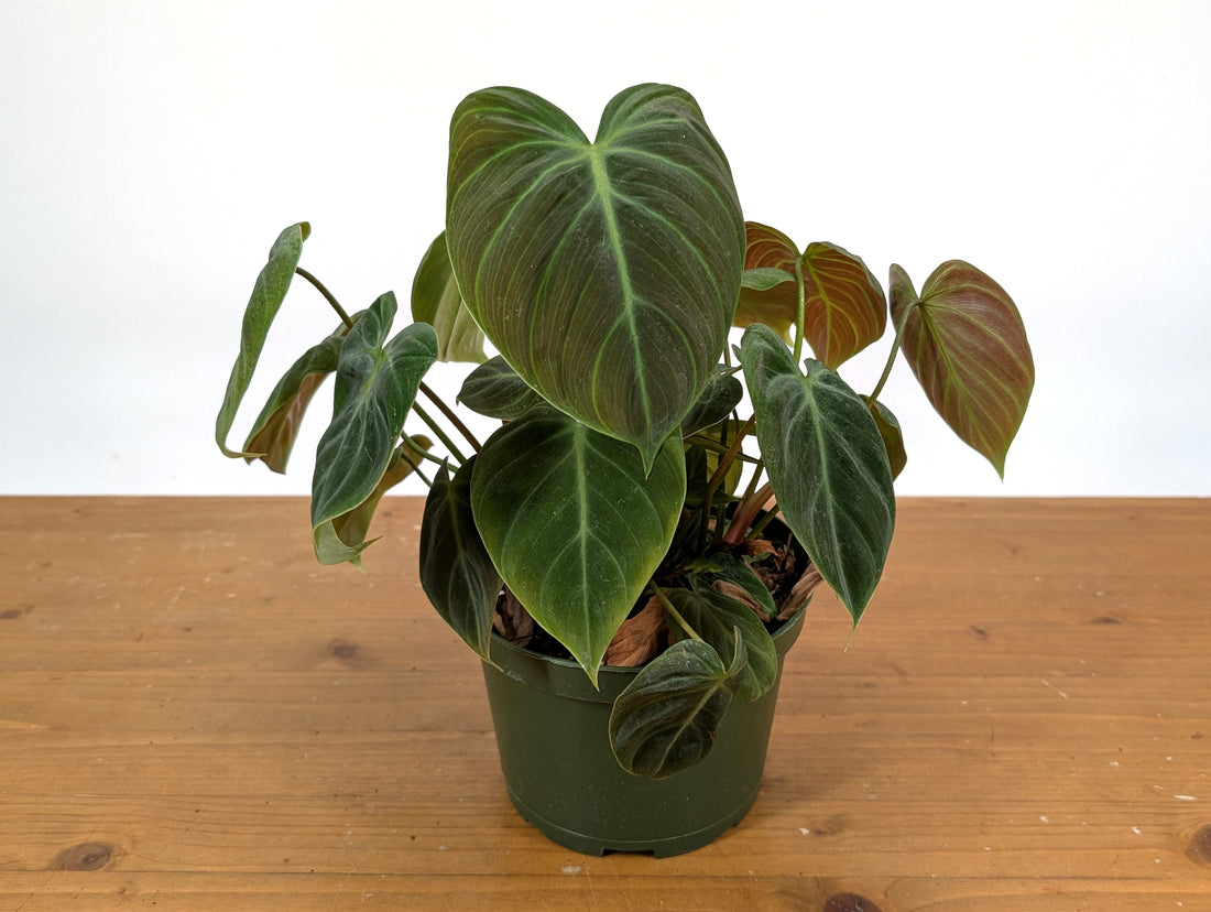 Philodendron rubrijuvenile &
