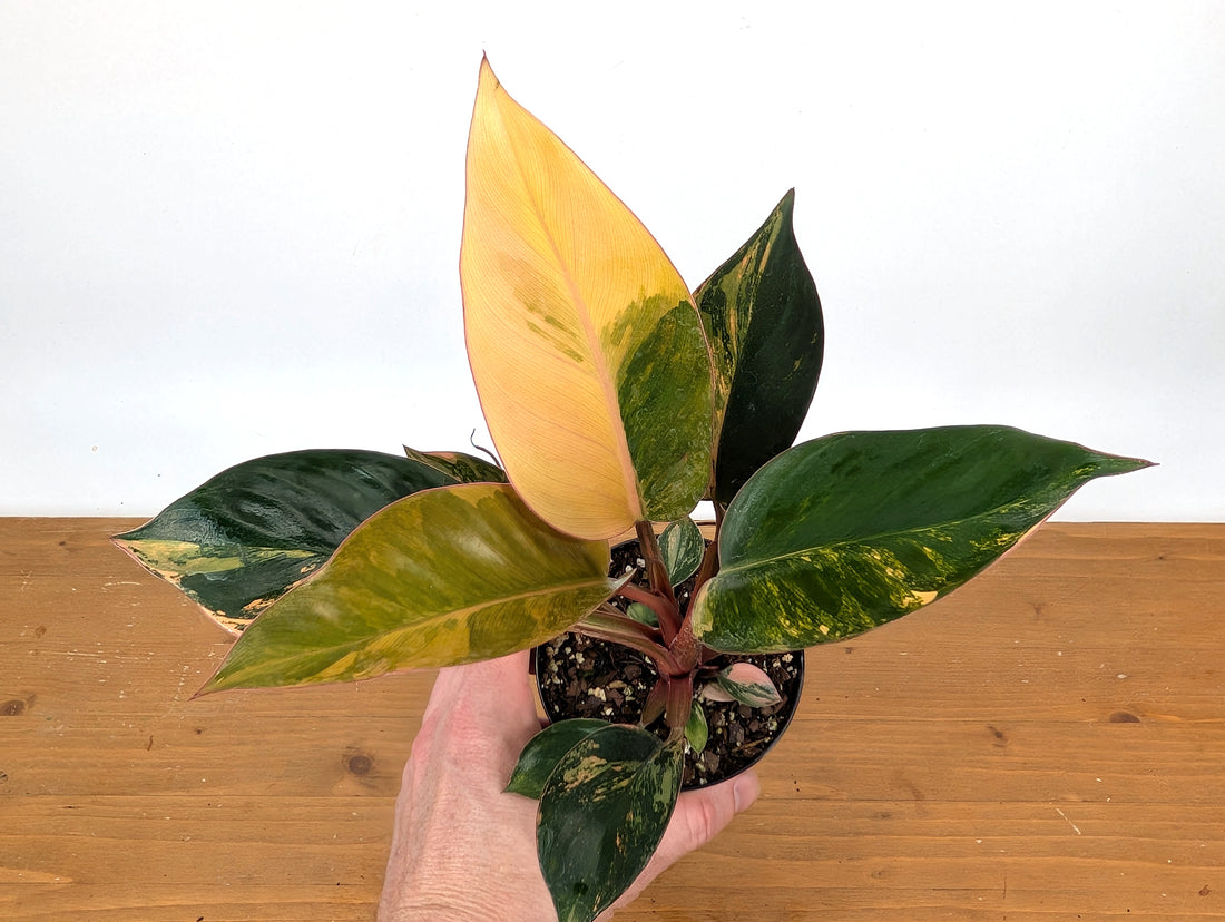 Exact Philodendron Red Congo Variegated 