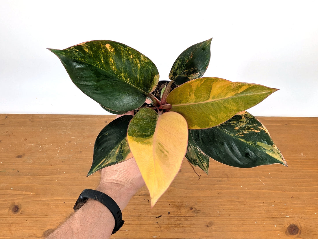 Exact Philodendron Red Congo Variegated 
