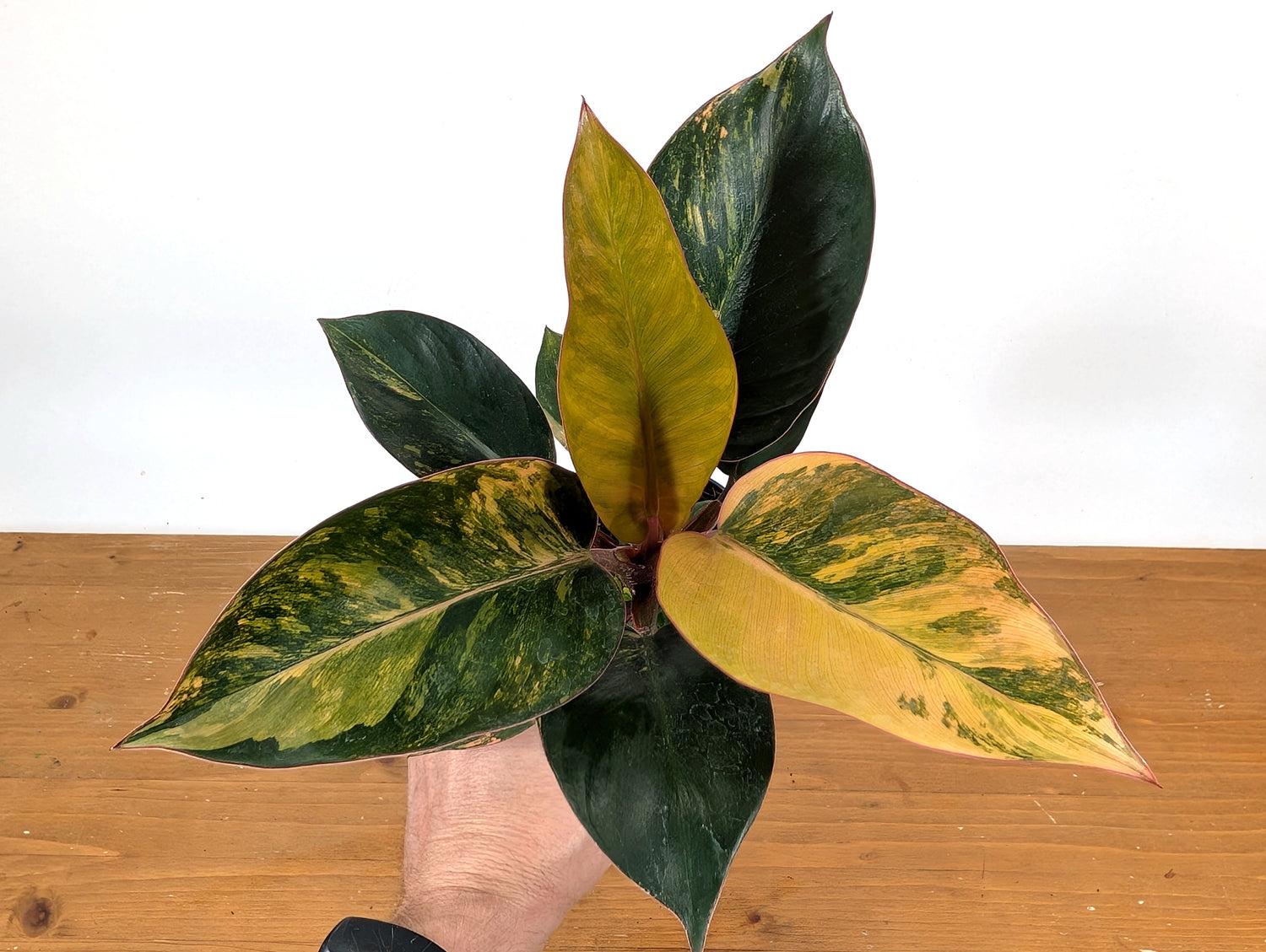 Exact Philodendron Red Congo Variegated 