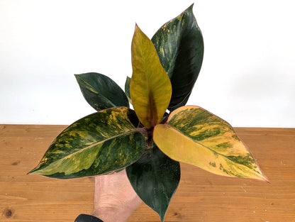Exact Philodendron Red Congo Variegated 