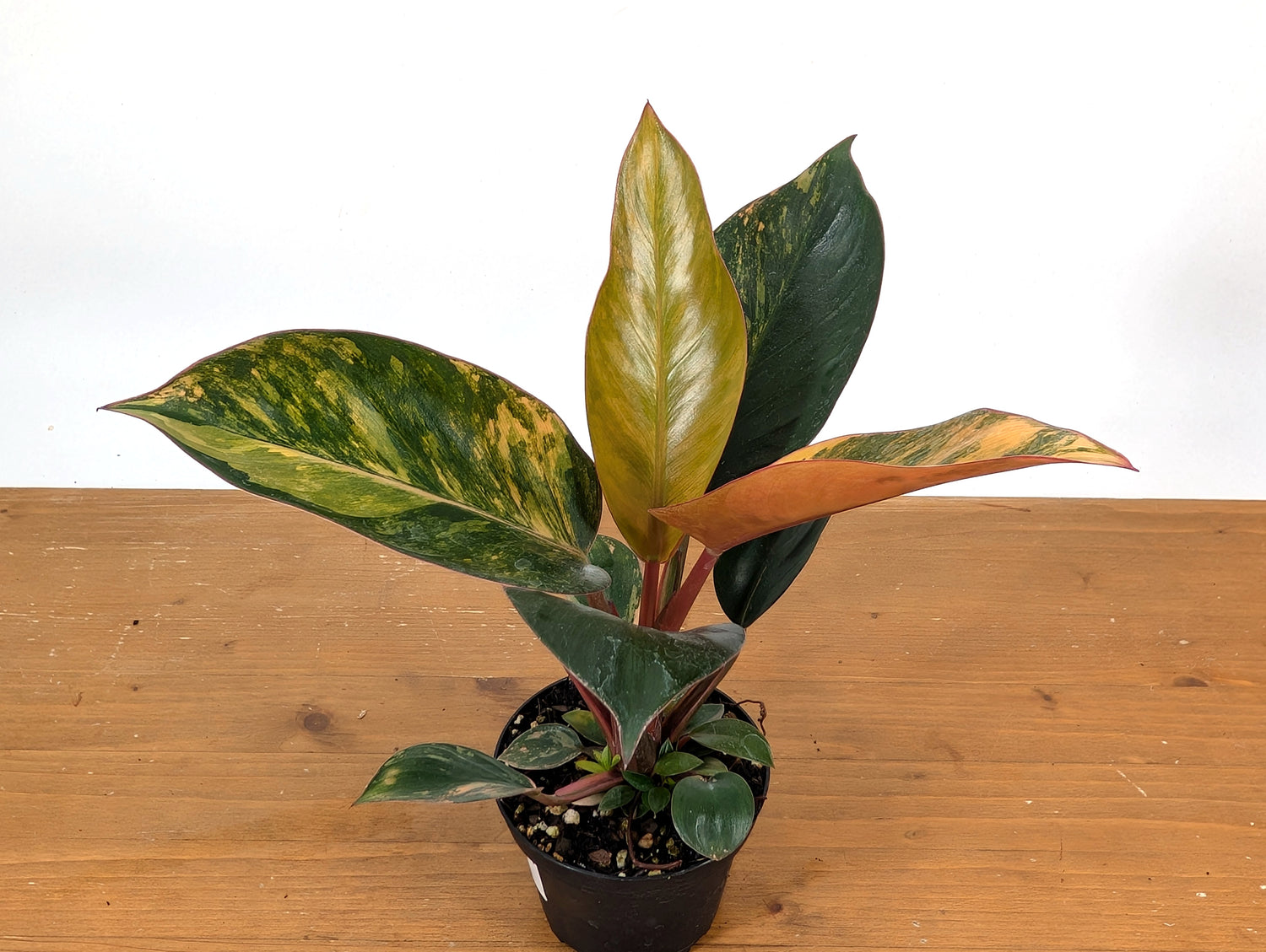 Exact Philodendron Red Congo Variegated 